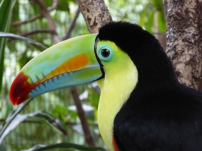 Costa Rica Mágica y Playas de Guanacaste