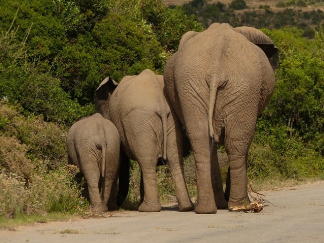 elefante