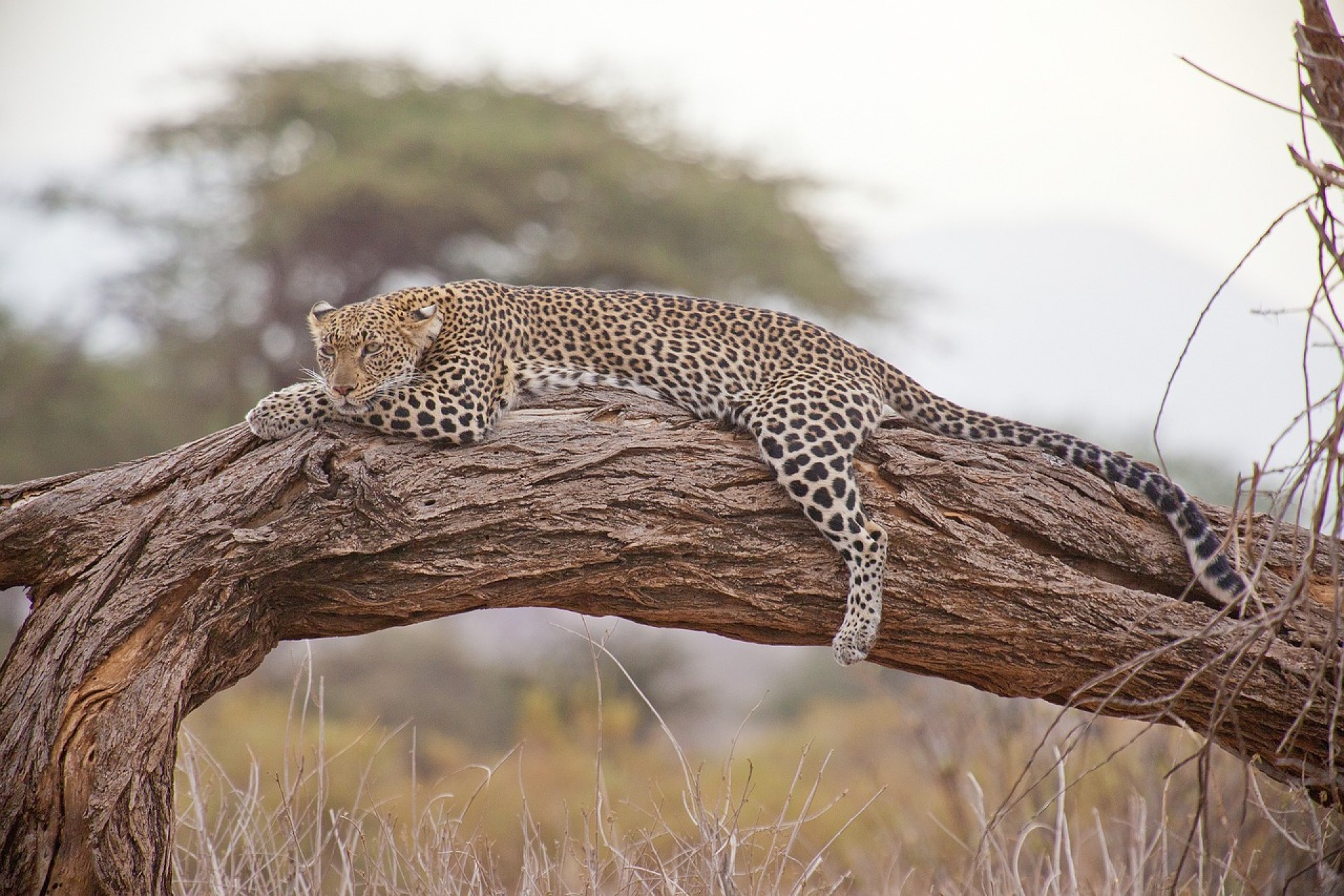 Safari en Kenia para mayores de 60 años