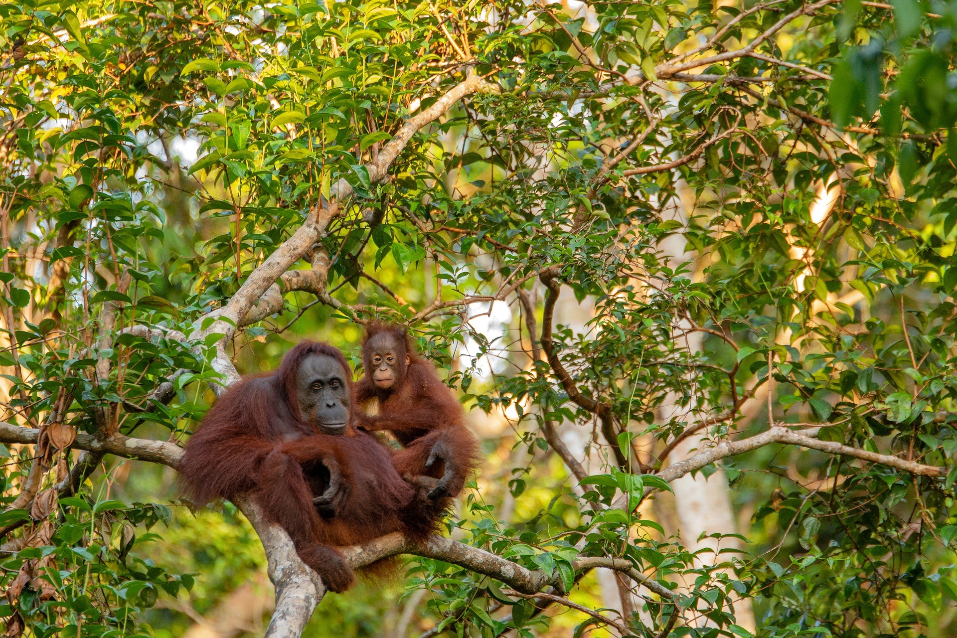 Lo mejor del Borneo Malayo