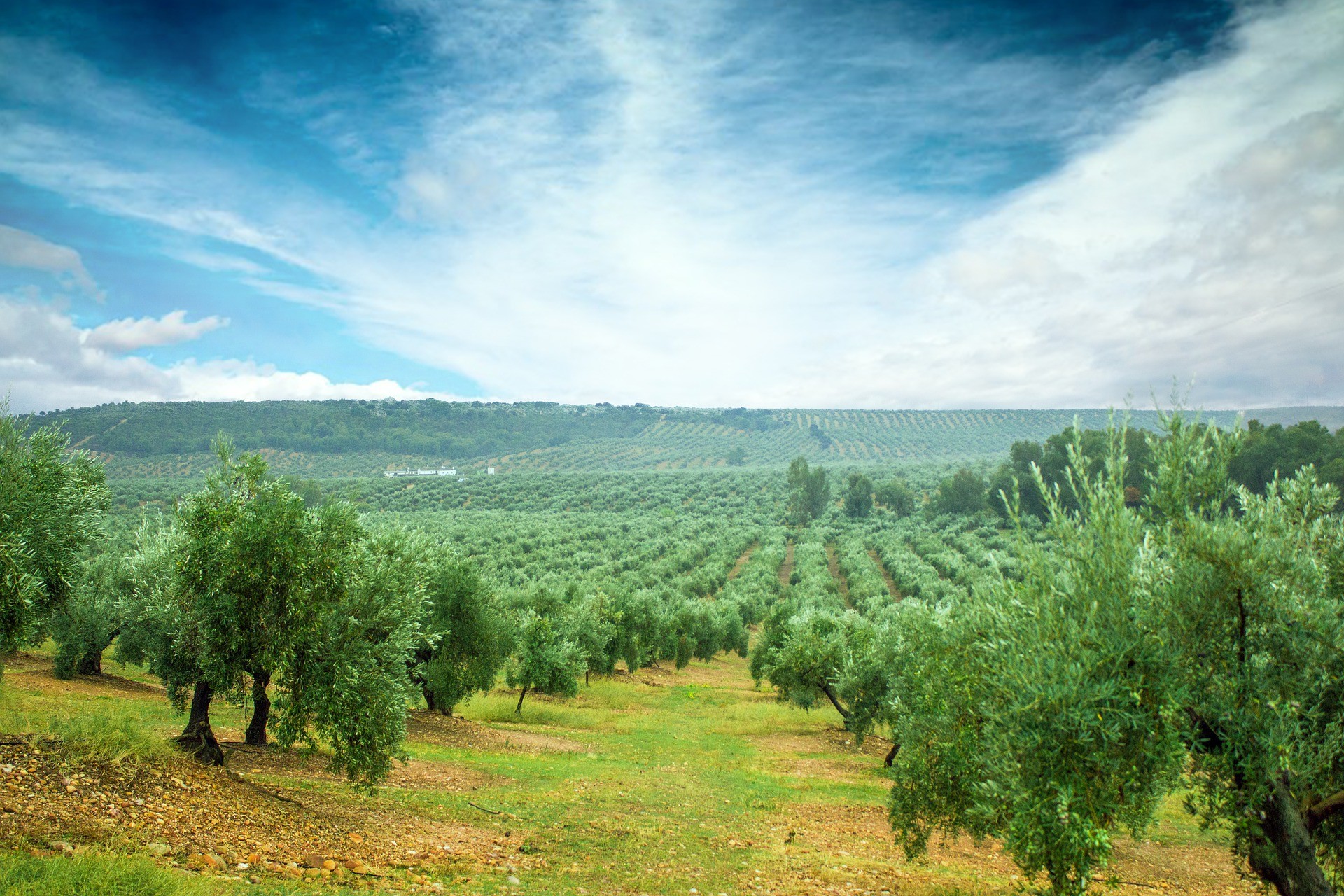 Tierra de Olivos : Úbeda, Baeza y Cazorla