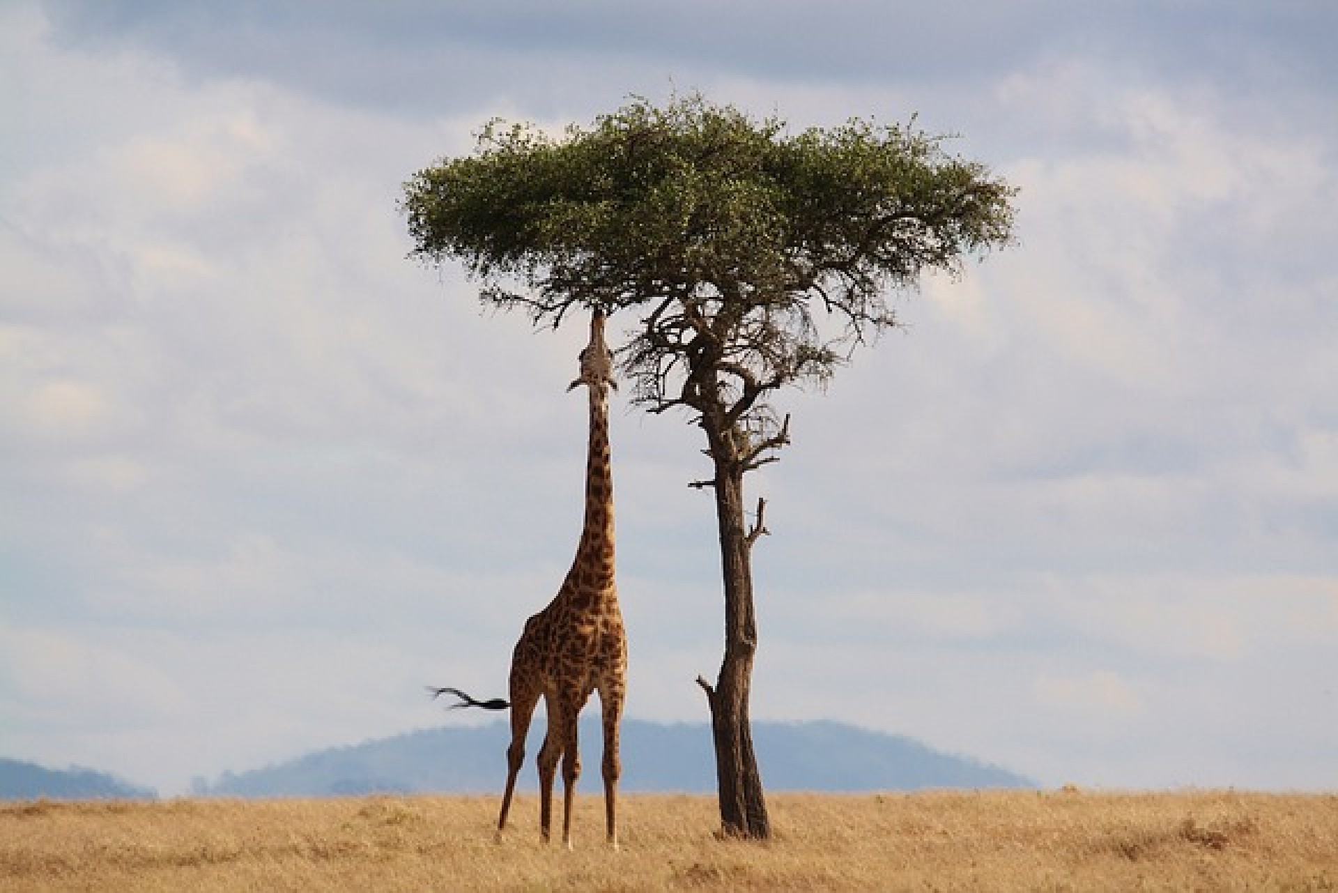 Safari Niara Safari Niara