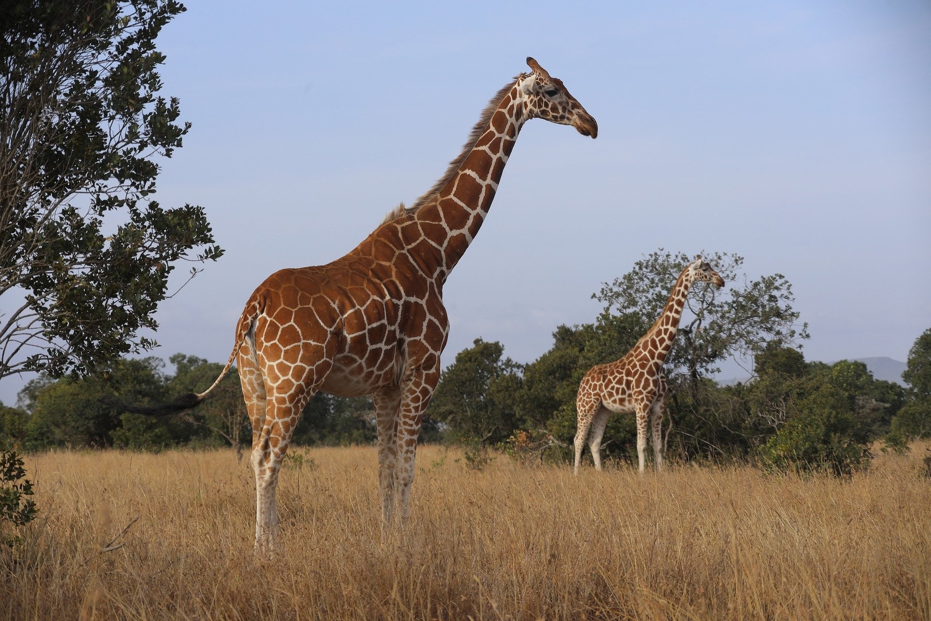 Kenia Especial Simba con Samburu