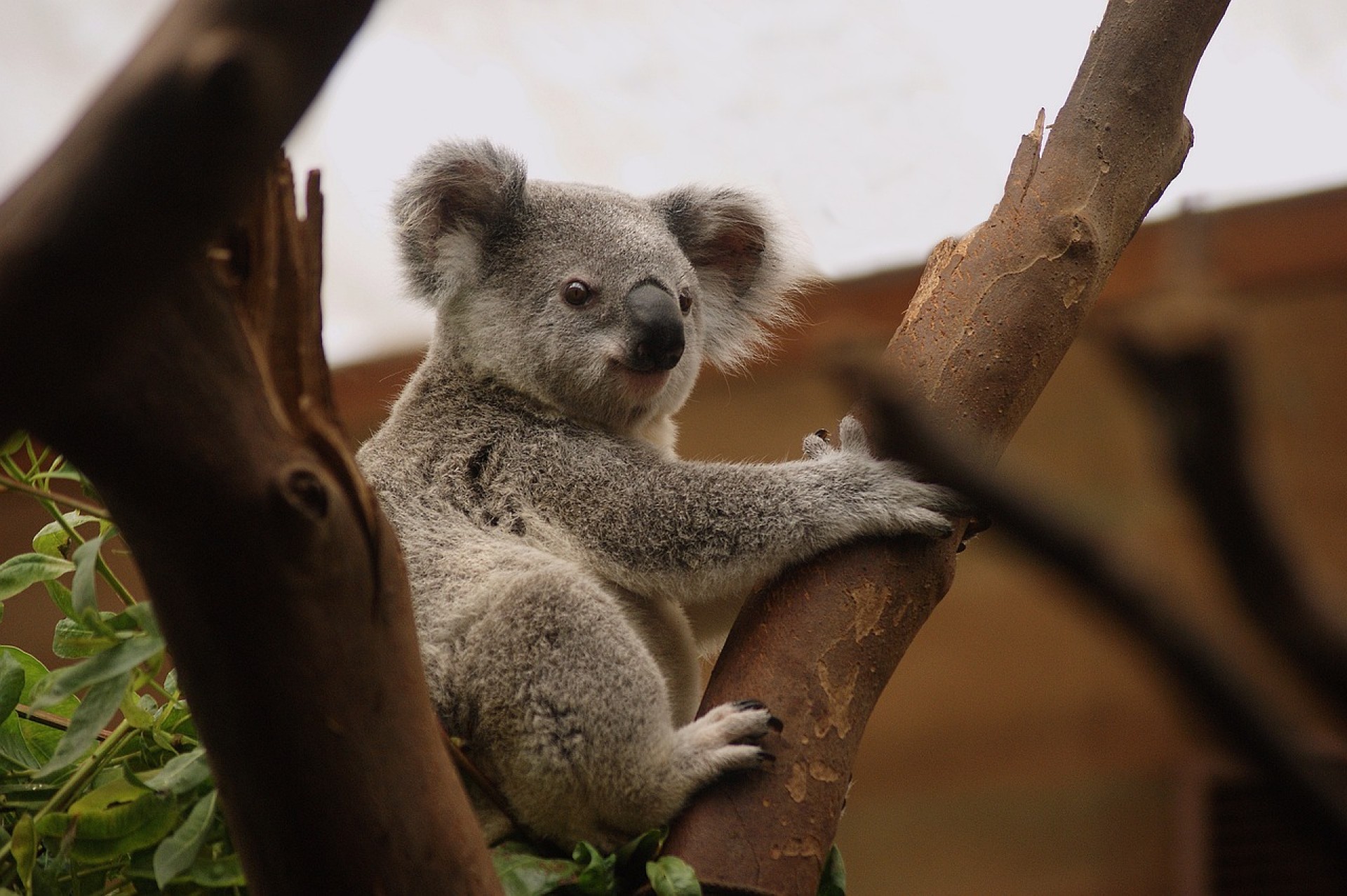 Australia Mágica Australia Mágica