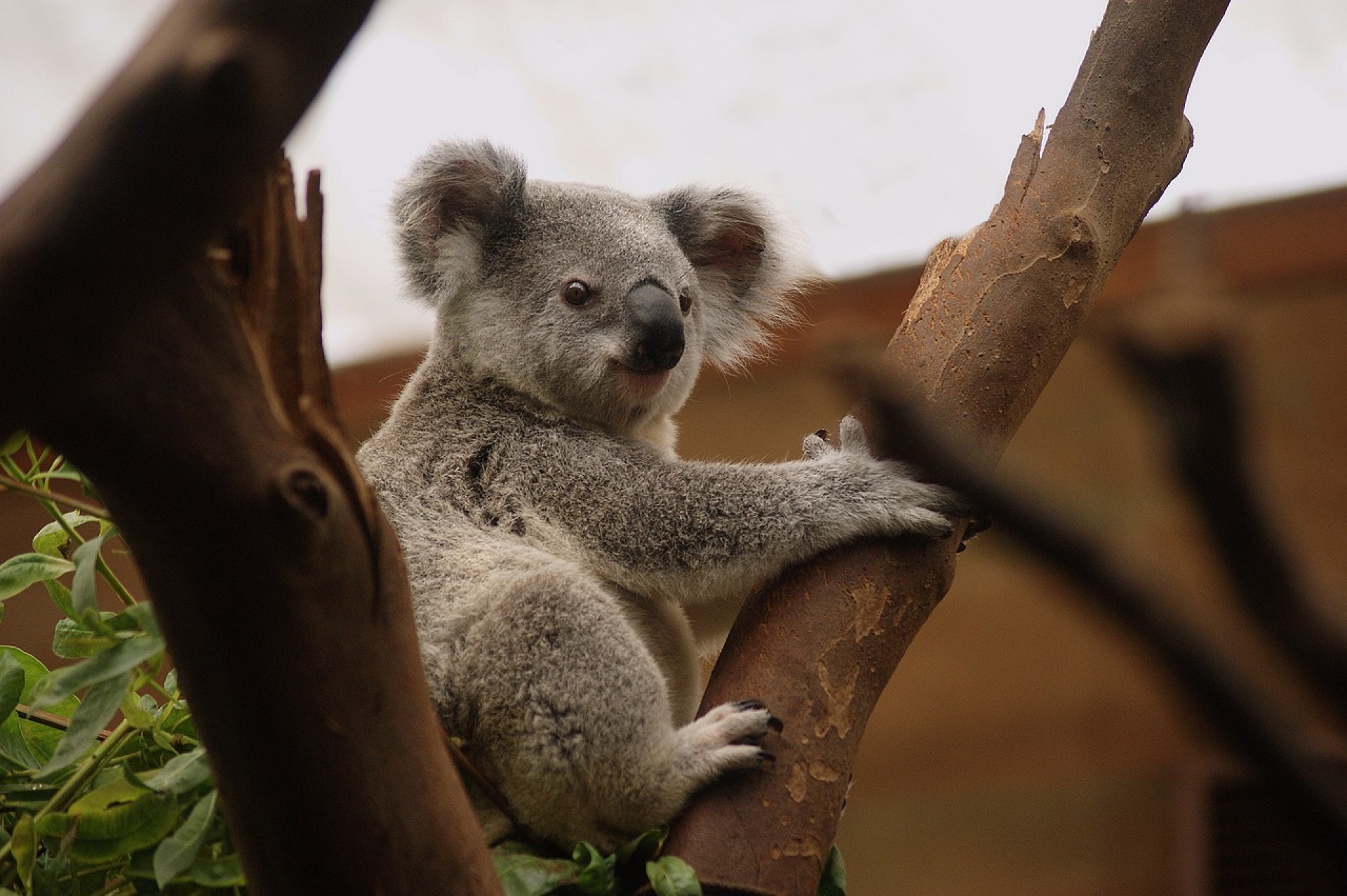 Australia Mágica